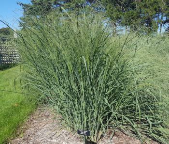 4.3 Management – Gardening with Native Grasses in Cold Climates