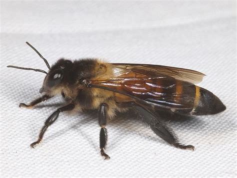 Apis dorsata - Alchetron, The Free Social Encyclopedia