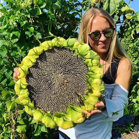 Lucy Start on Instagram: “I’ve harvested my first Mongolian Giant sunflower head and it is ...