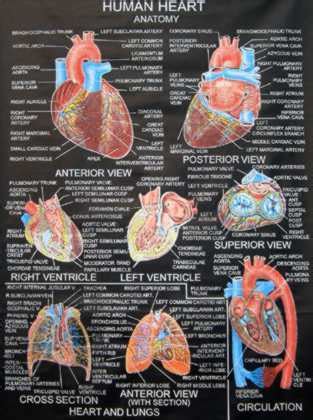 Human Anatomy - Human Anatomy Photo (10358263) - Fanpop