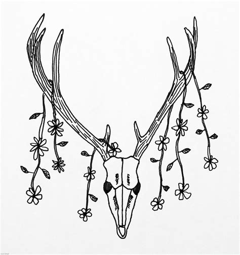 Deer Skull Drawing by Aaron Geraud - Fine Art America