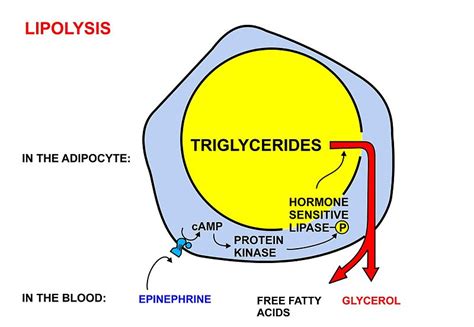 Difference Between Lipolysis and Lipogenesis | Compare the Difference ...