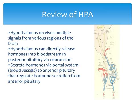 PPT - HPT axis PowerPoint Presentation, free download - ID:2132907