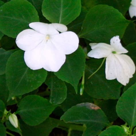 Busy Lizzie - Fine Gardening