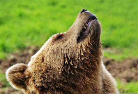 Brown Bear Lying on Green Lawn Grass · Free Stock Photo