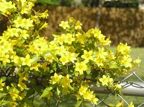 Carolina Jessamine | Home & Garden Information Center