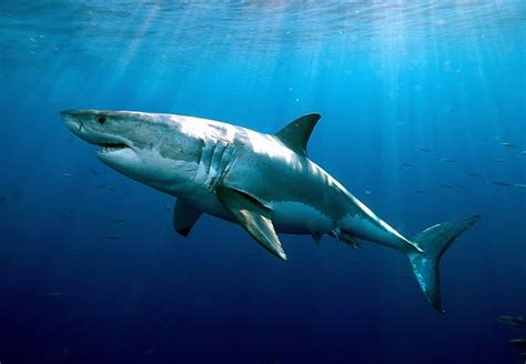 Great White Sharks Live As Long As Humans | Live Science