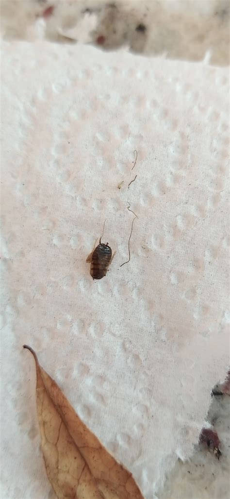 What type of roach nymph is this? (FL, USA) : r/whatisthisbug