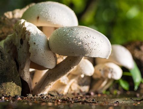 Mushroom Nature White · Free photo on Pixabay