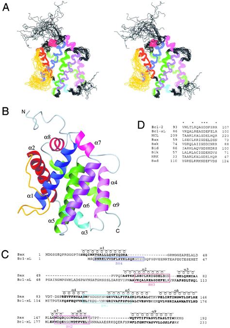 Structure of Bax: Cell