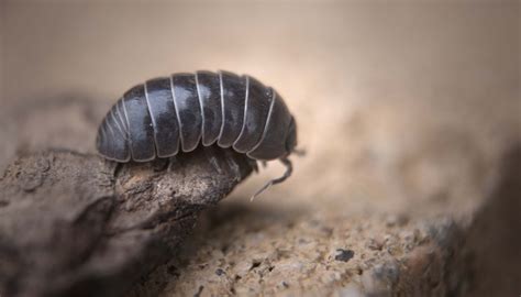 Roly-Poly Bug Facts | Sciencing