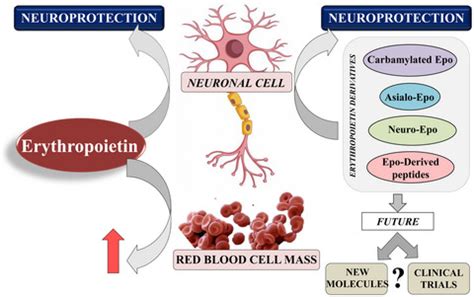 Erythropoietin and derivatives: Potential beneficial effects on the ...