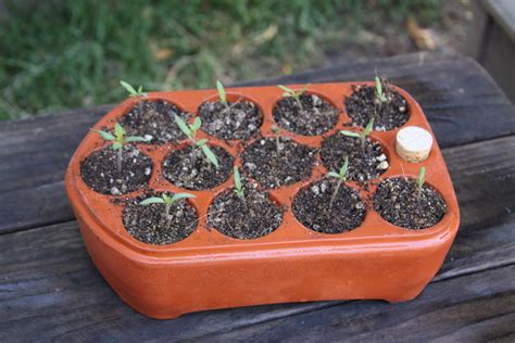 Self-watering terracotta seed-starters! | Root Simple