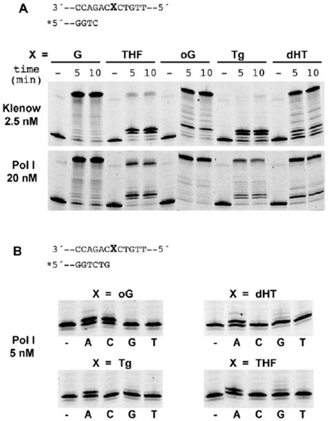 Translesion synthesis by Pol I. A. Translesion synthesis by E. coli ...