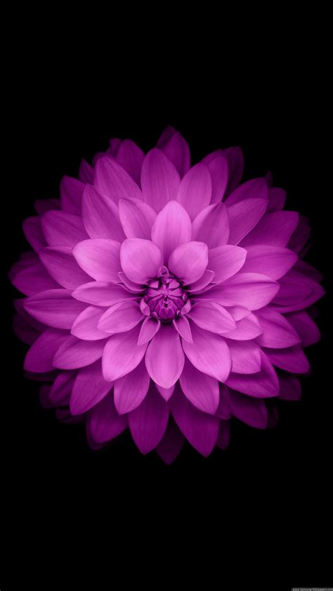 purple flower, black background, HD Wallpaper | Rare Gallery