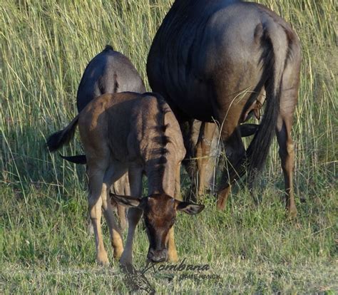 Blue Wildebeest Calf - DinokengGameReserve by Xombana | Blue wildebeest, Wildebeest, Calves