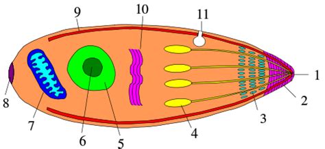 apicomplexa | This Week in Parasitism