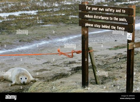 Grey seal taken at Donna Nook National Nature Reserve (NNR Stock Photo - Alamy