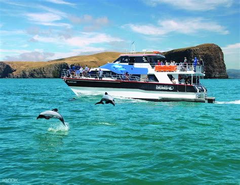 Akaroa Swimming with Dolphin - Klook US