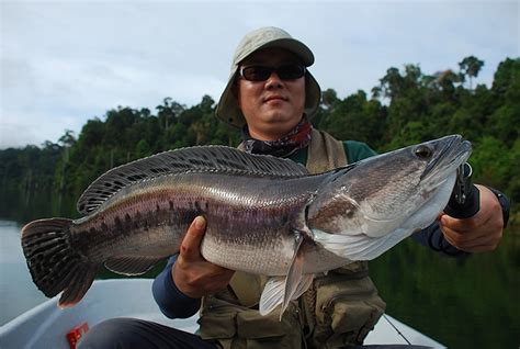 ANGLING WORLD 魔魚釣界: Toman Fishing in Malaysia