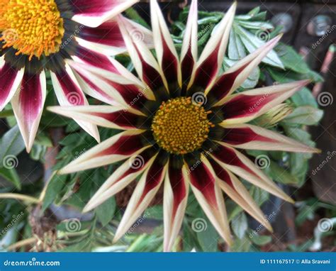 Gazania rigens stock image. Image of nature, mixed, natural - 111167517