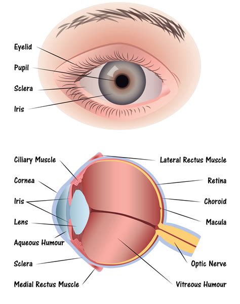 Eye Shapes Diagram
