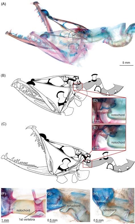 Smithsonian Insider – Odd anatomy: flexible joint between skull and spine allow dragonfish to ...