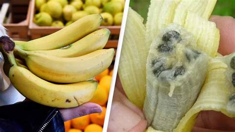 Cavendish bananas are on the brink of extinction, say scientists