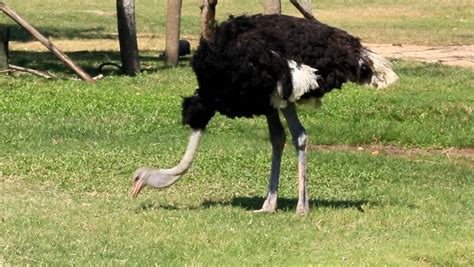 Ostrich Eating /Ostrich Eating Some Grass. Stock Footage Video 3240349 - Shutterstock