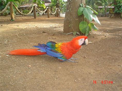 Scarlet Macaw [IMAGE] | EurekAlert! Science News Releases