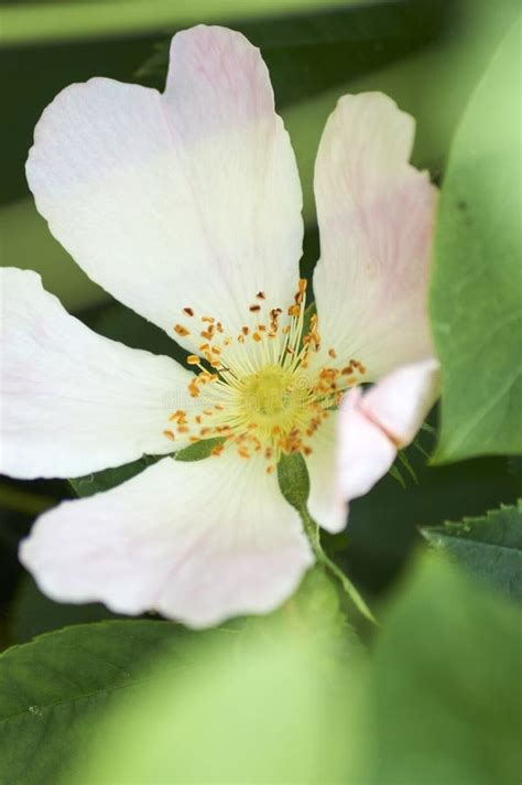 Closeup Shot Of A White Wild Prairie Rose In A Park Stock Image - Image ...