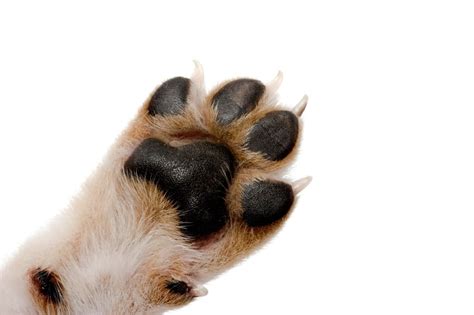 Dog Paw Injuries, Causes, Symptoms. How to Clean Paw Pad Injuries