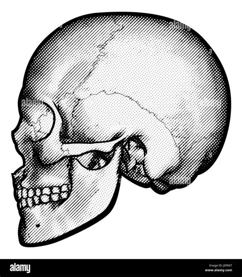 Skull in profile side view drawing in a vintage retro woodcut etched or engraved style Stock ...