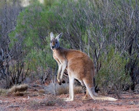 Red Kangaroo - Facts, Diet, Habitat & Pictures on Animalia.bio | Red ...