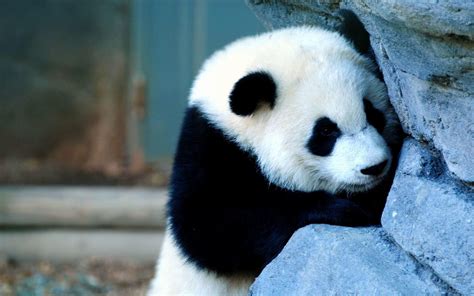 Baby Panda Wallpapers - Top Free Baby Panda Backgrounds - WallpaperAccess