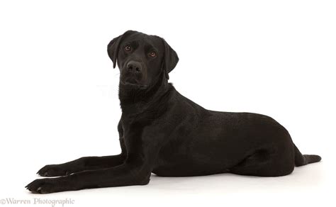 Dog: Black Labrador Retriever photo WP45753