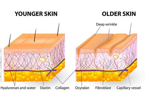 What is the difference between Collagen and Elastin? - Parisians Pure Indulgence