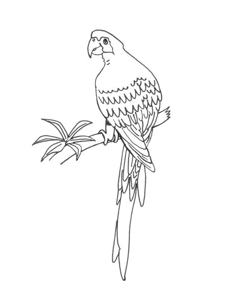 Free Printable Parrot Coloring Pages For Kids - Animal Place