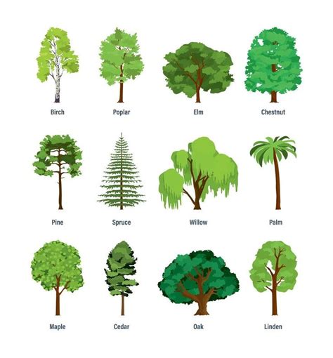 different types of trees and shrubs