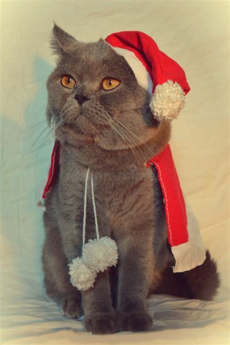 Cat in Santa Claus costume stock image. Image of costume - 108057343