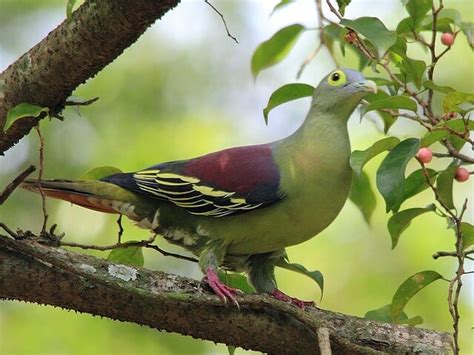 13 Jenis Burung Punai yang Ada di Indonesia. Bisa Dipelihara di Rumah ...