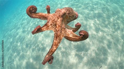 Underwater photo of Octopus swimming in turquoise exotic sandy bay ...