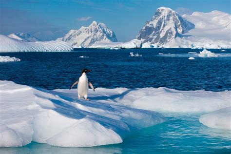 Antarctic Tundra