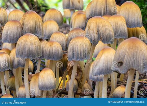 Inky Cap Mushrooms Royalty-Free Stock Photography | CartoonDealer.com ...