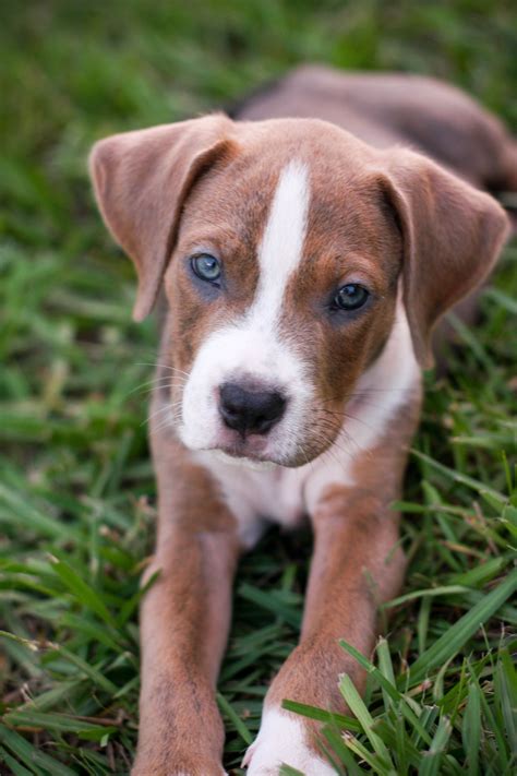 American Bulldog Puppy Dog | Boxer puppies, American bulldog puppies ...