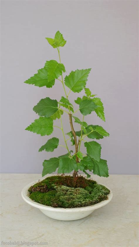 Moje bonsai, Brzoza brodawkowata Wallpaper 4K 2160x3840 ta… | Flickr