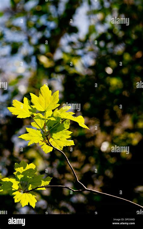 Sycamore leaves hi-res stock photography and images - Alamy