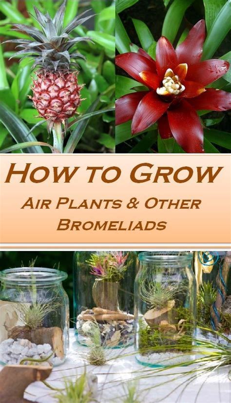 Indoor bromeliads for big bold color – Artofit