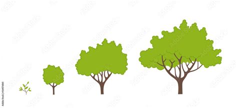 Tree growth stages. Ripening period infographic progression. Tree life cycle seedling phases ...