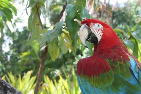 Pin by sandi peters on FOR THE LOVE OF ARUBA | Aruba, Bird, Animals